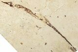 Plate of Partial Fossil Pipefish (Syngnathus & Hipposyngnathus) #293921-2